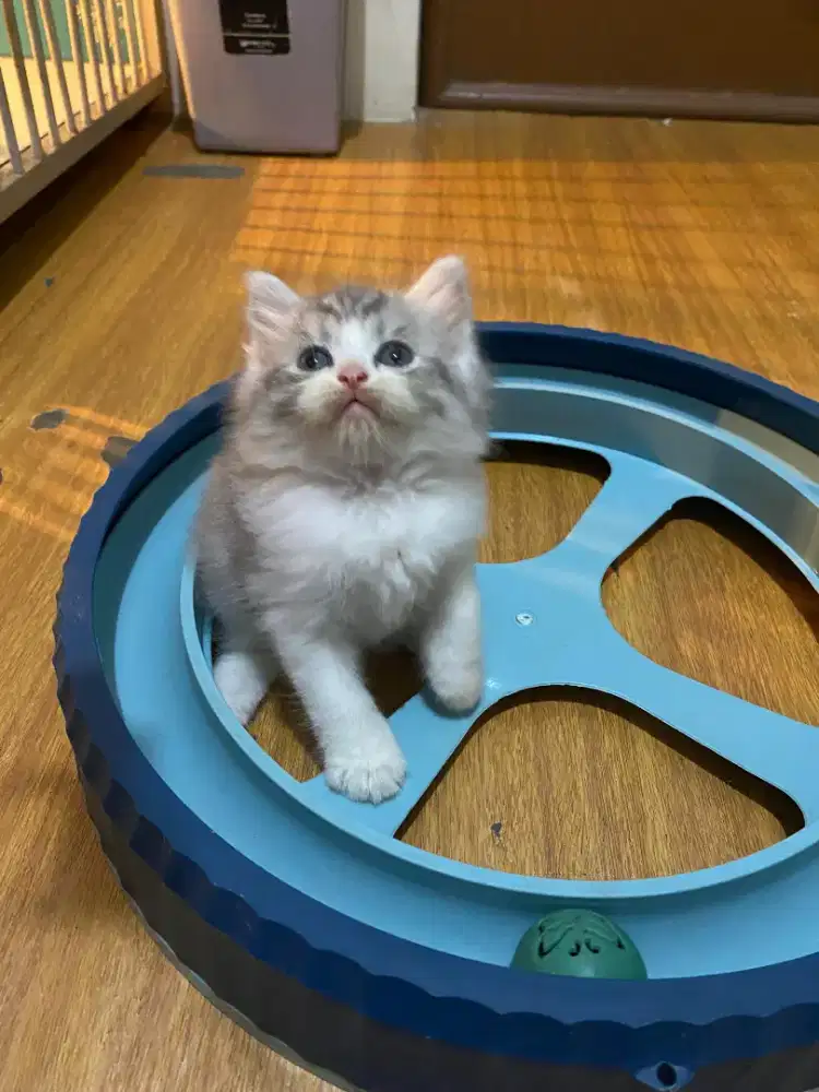 Kucing Persia bigbone