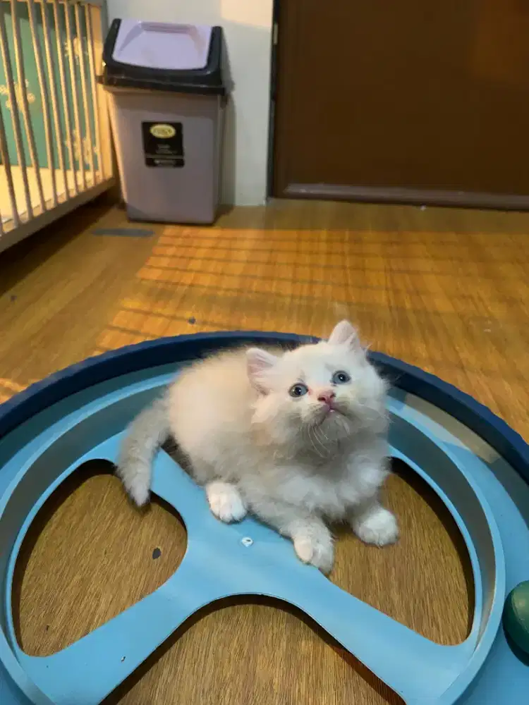 Kucing Persia Bigbone