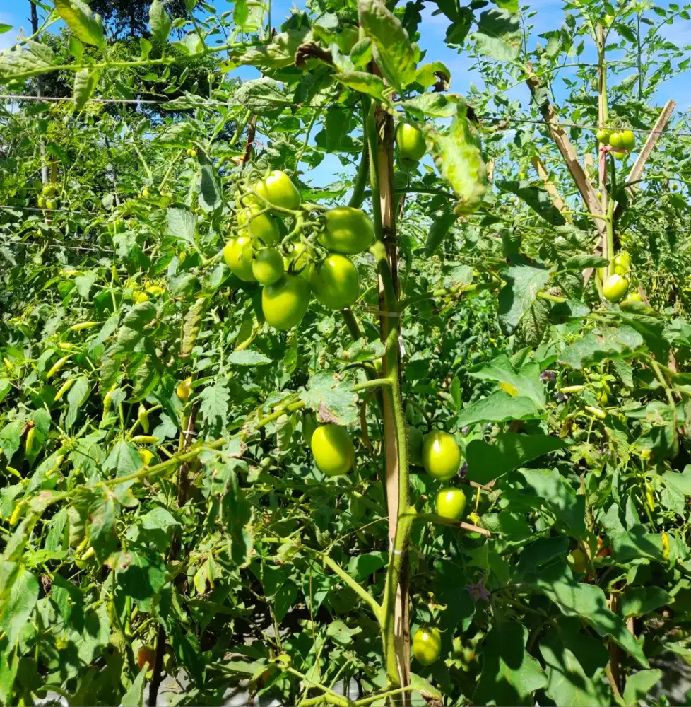 Info Loker Yang Halal