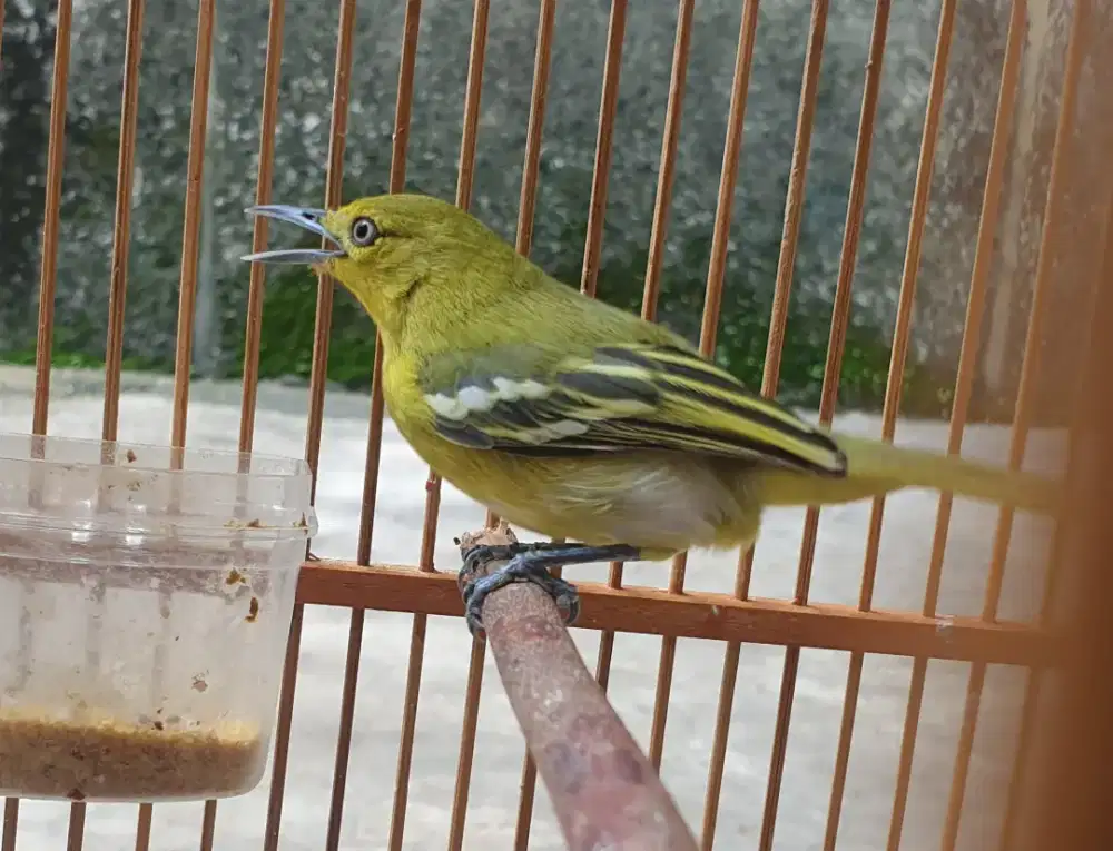 Cipow jantan piaraan lama udah nyipow