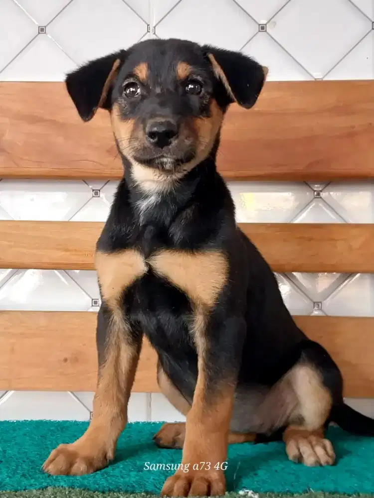 Anakan anjing ras mix