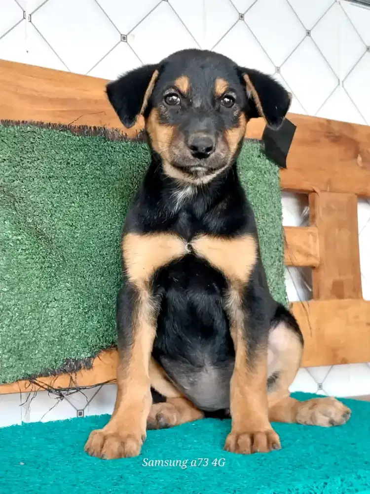 Anakan anjing ras mix