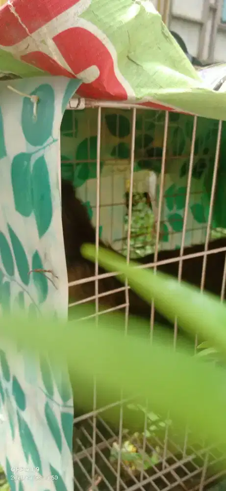 Lepas adopsi dimaharkan kucing ganti pakan aja keduanya