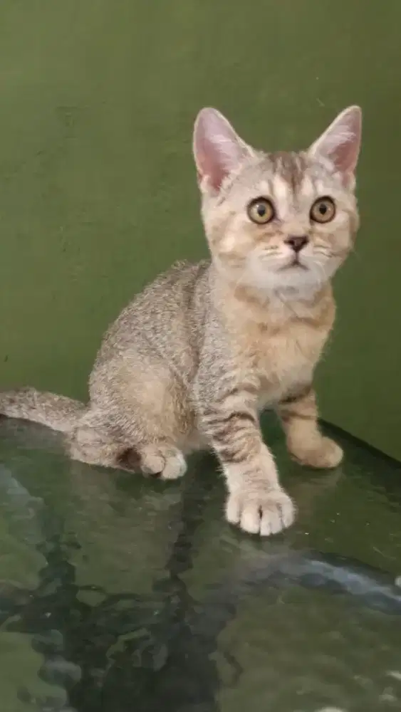 BSH kitten golden nonped