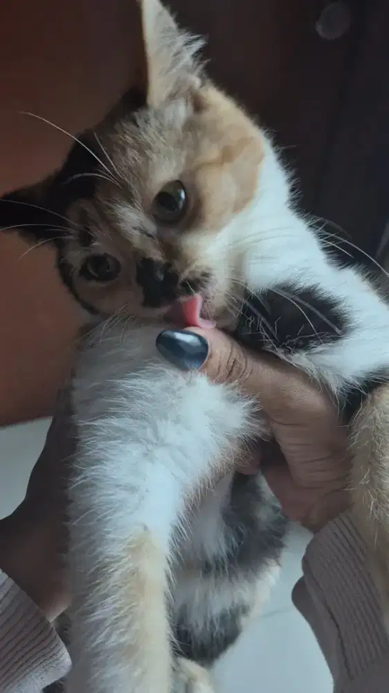 Kucing british short hair calico