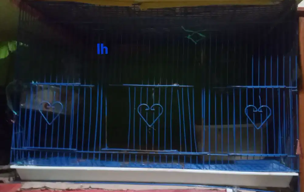 Kandang kucing moerah