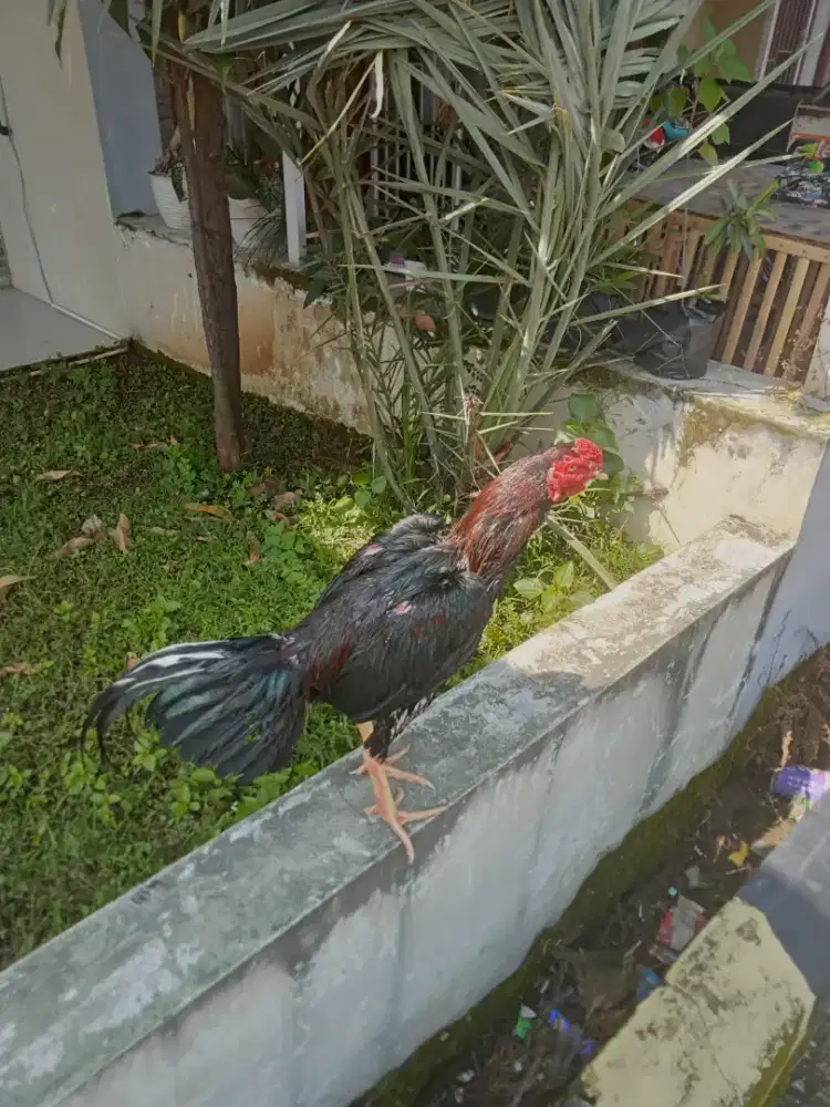 ayam bangkok trah juara