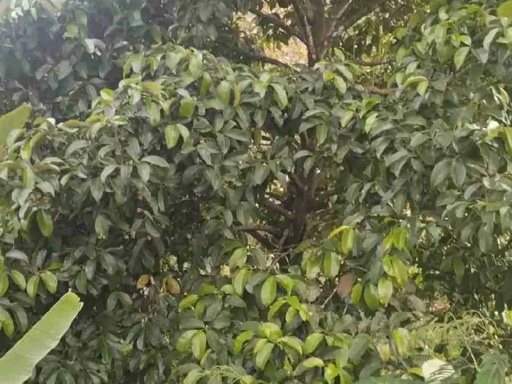 Dijual Tanah Kebun Segobang, Licin-Banyuwangi