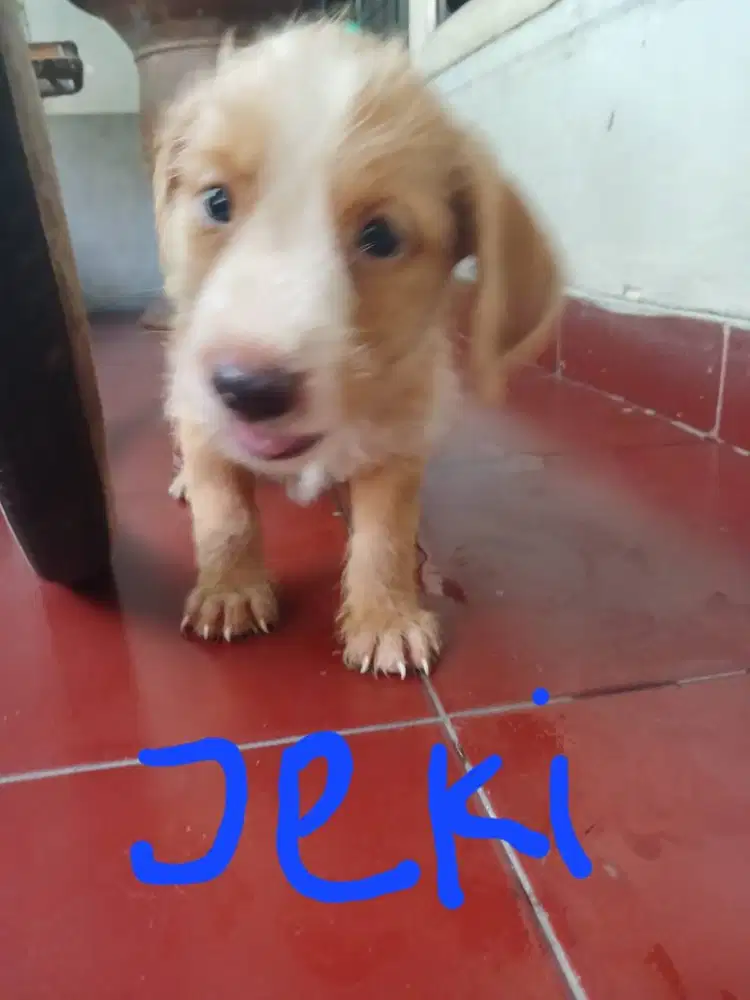 JUAL ANAK ANJING PINTAR, LUCU, & SEHAT Mix Schnauzer dan Pom