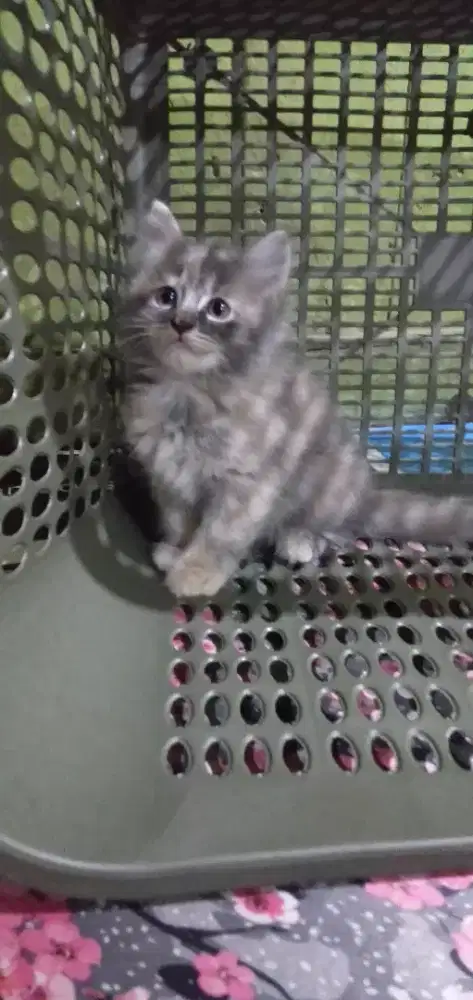 Kiteen betina persia