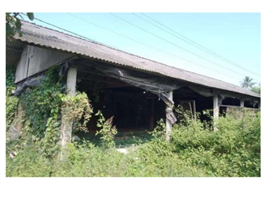 Kandang Ayam dan Gudang Strategis di Kawasan Jerukagung, Magelang dekat dengan Jalan Raya Magelang-Yogya