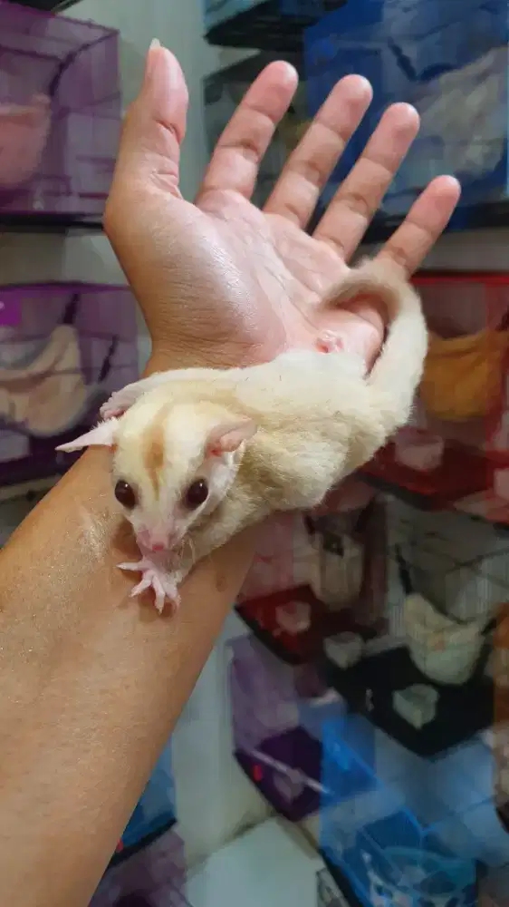Sugarglider creamino