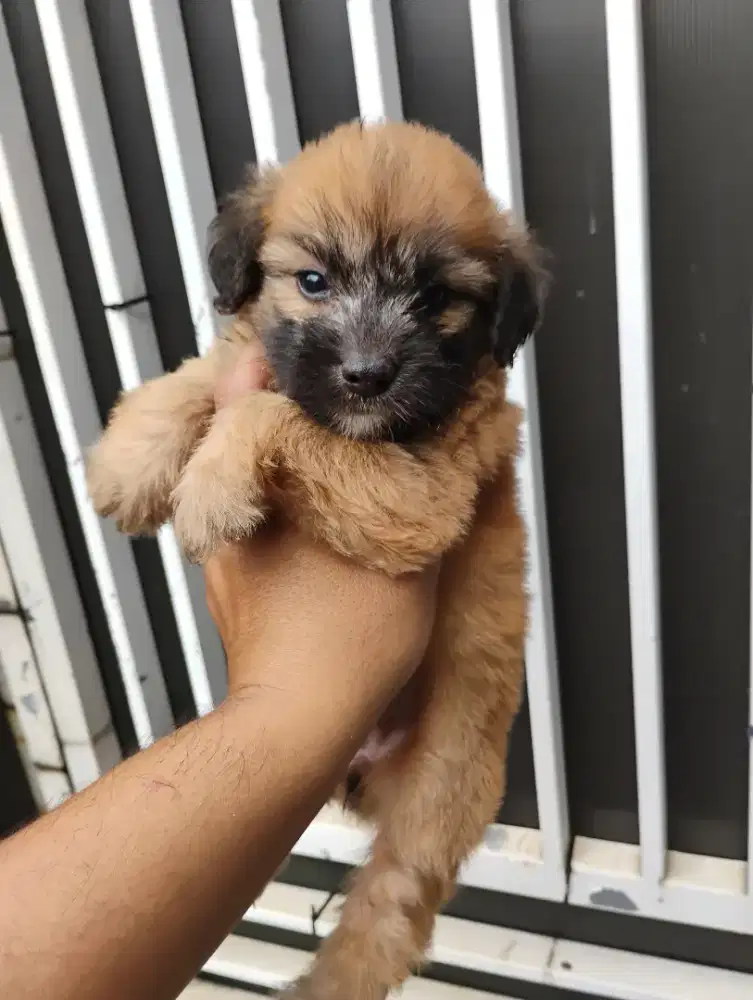 Poodle betina 2 bulan