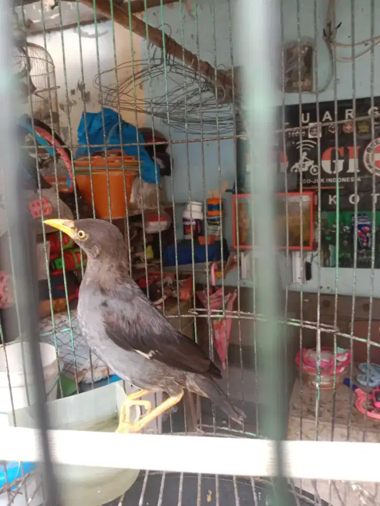 Burung jalak kebo