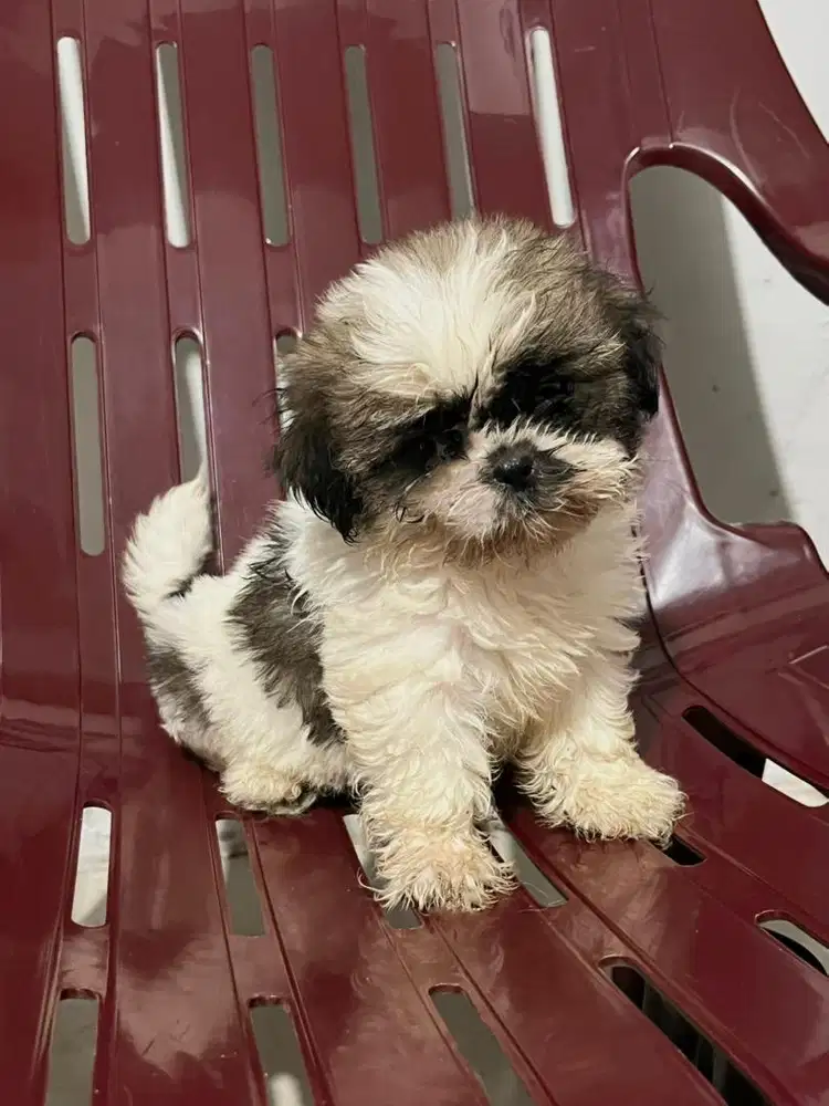 Pure Shitzu Jantan dan Betina