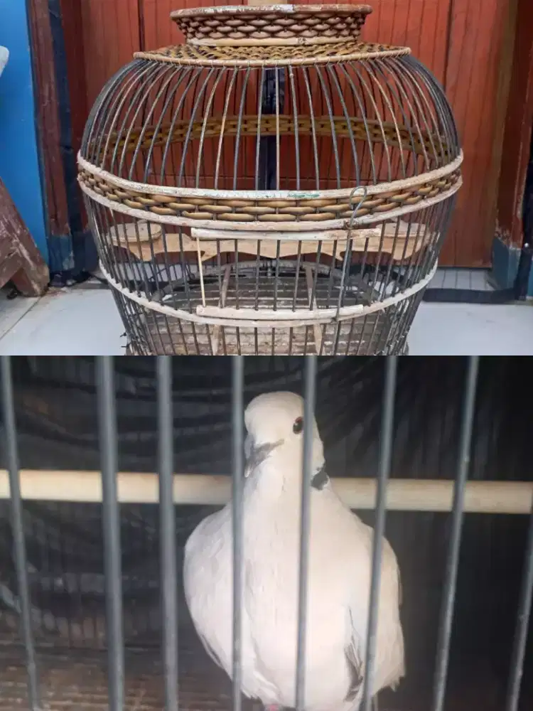 JuaL pulset burung puter pelung gacor suara ngelik nangis