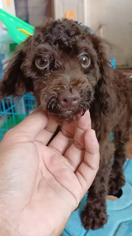 Choco poodle puppy