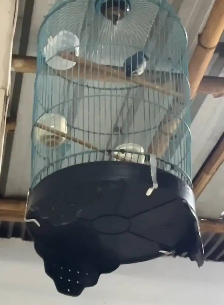 Burung anis biru / selendang biru gacor full