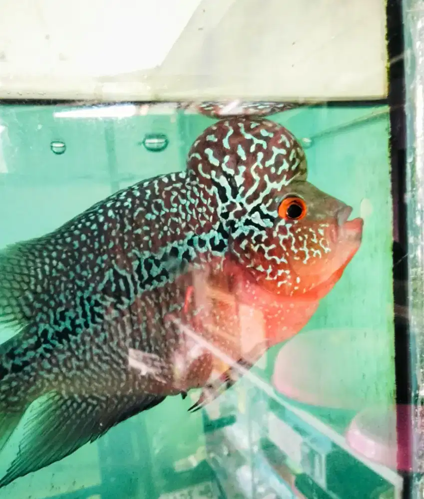 Louhan super red magma