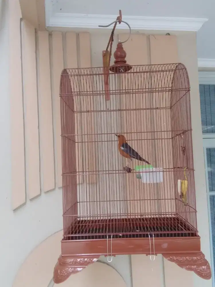 Burung anis bata gacor teler suara keras .