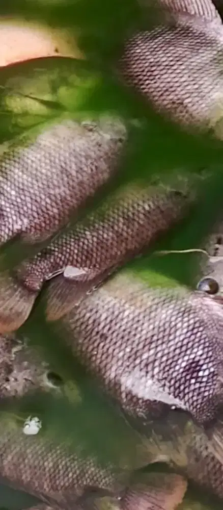 Dijual ikan gurame siap konsumsi