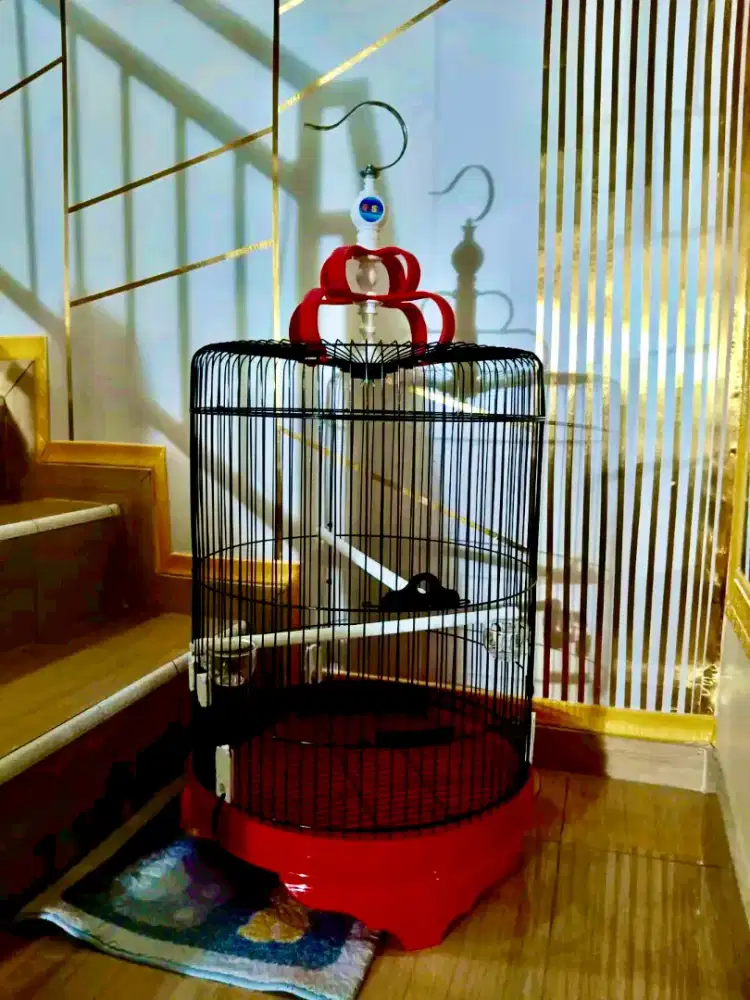 Kandang jumbo uk 46 cm (murai no 3)