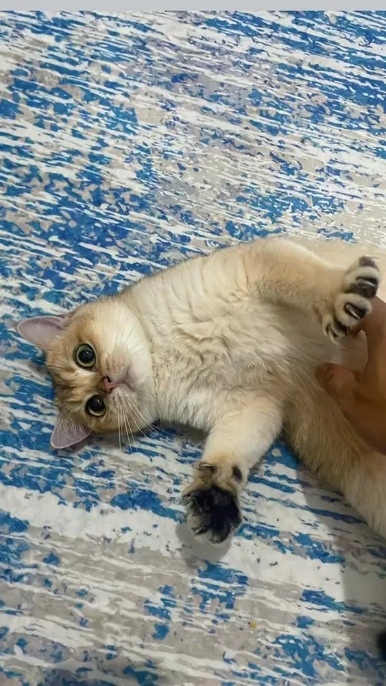 BSH Golden NY12 Betina