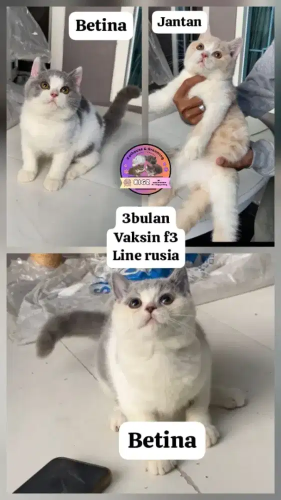 British shorthair kitten