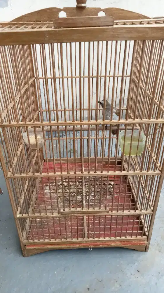 Jual burung jogjog fulset
