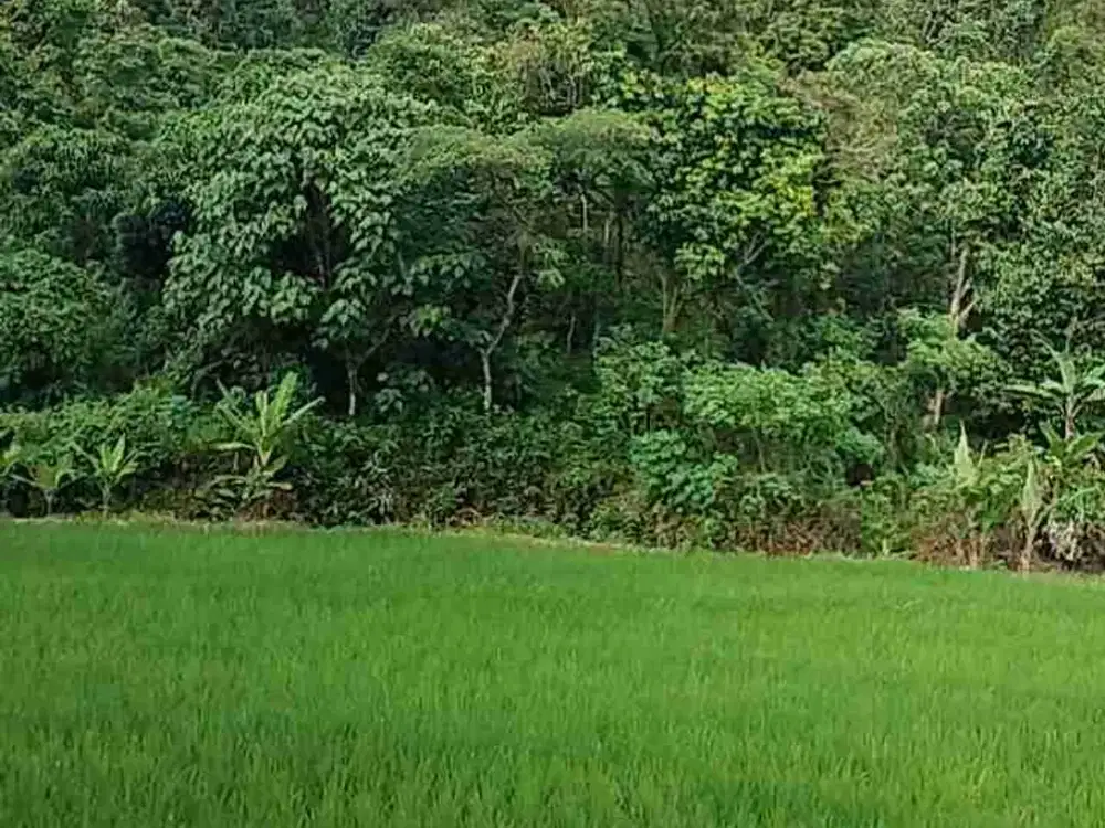 Tanah Kebun Dijual di Pandeglang cocok untuk Kandang Ayam luas 1.7 Ha
