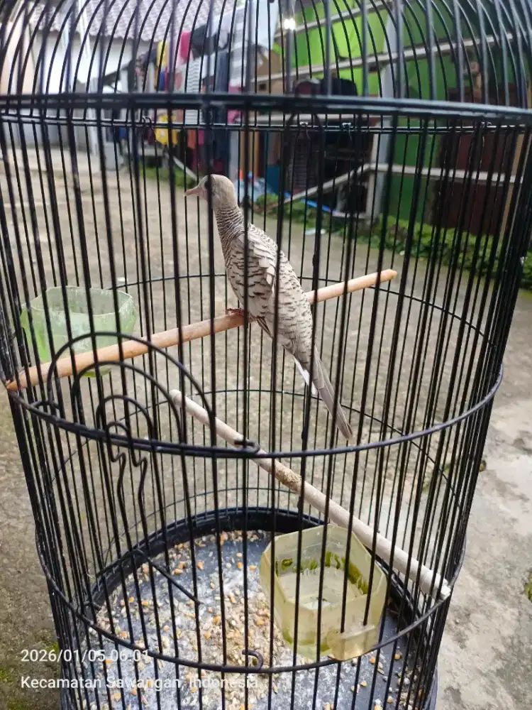 Perkutut silver bunyi