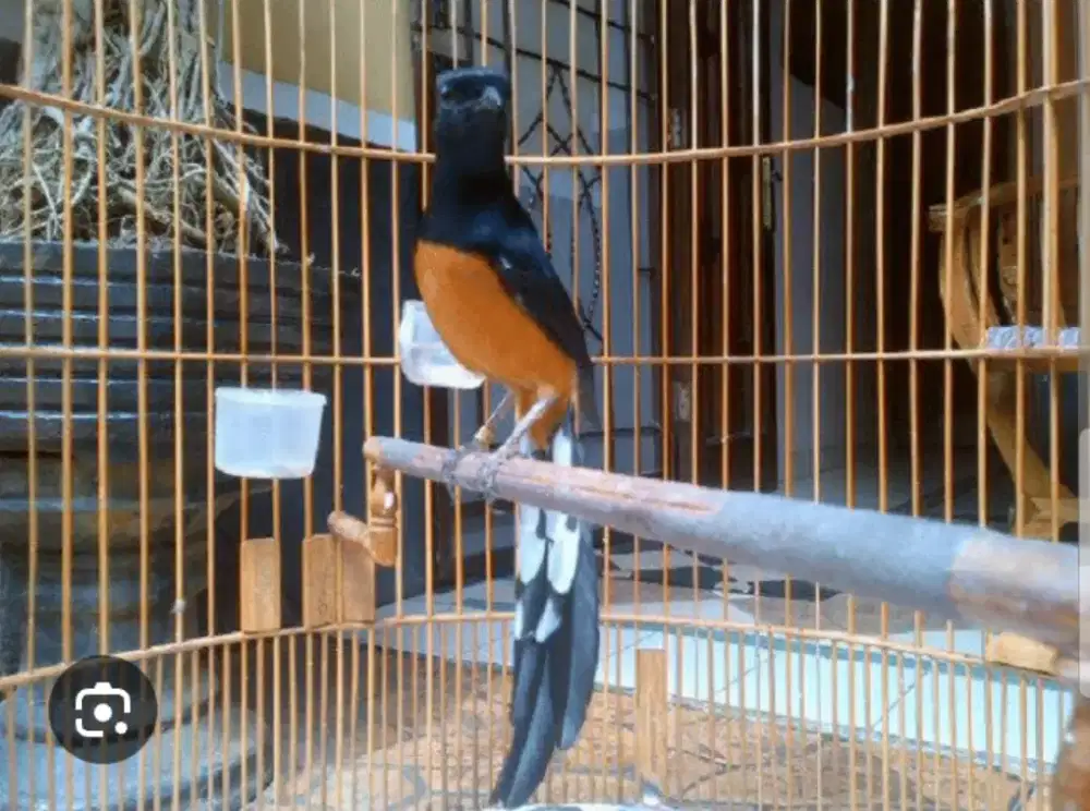 Murai batu gacor + kandang lengkap