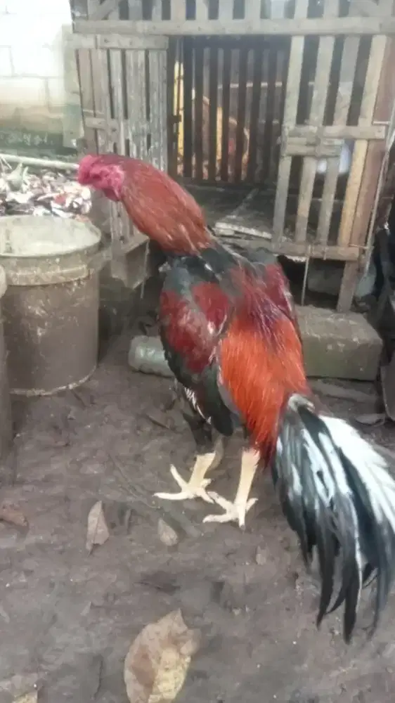 Ayam  bangkok  pukul  besar ( asel)