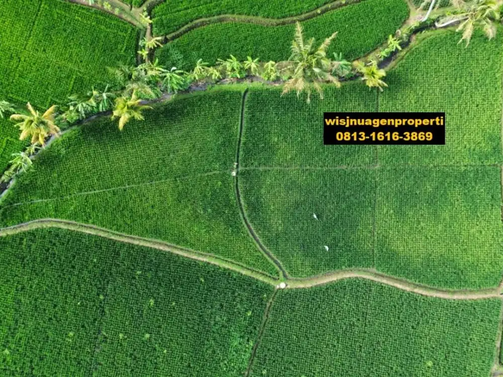 Sawah Produktif Selajambe Cianjur dekat Kantor Desa