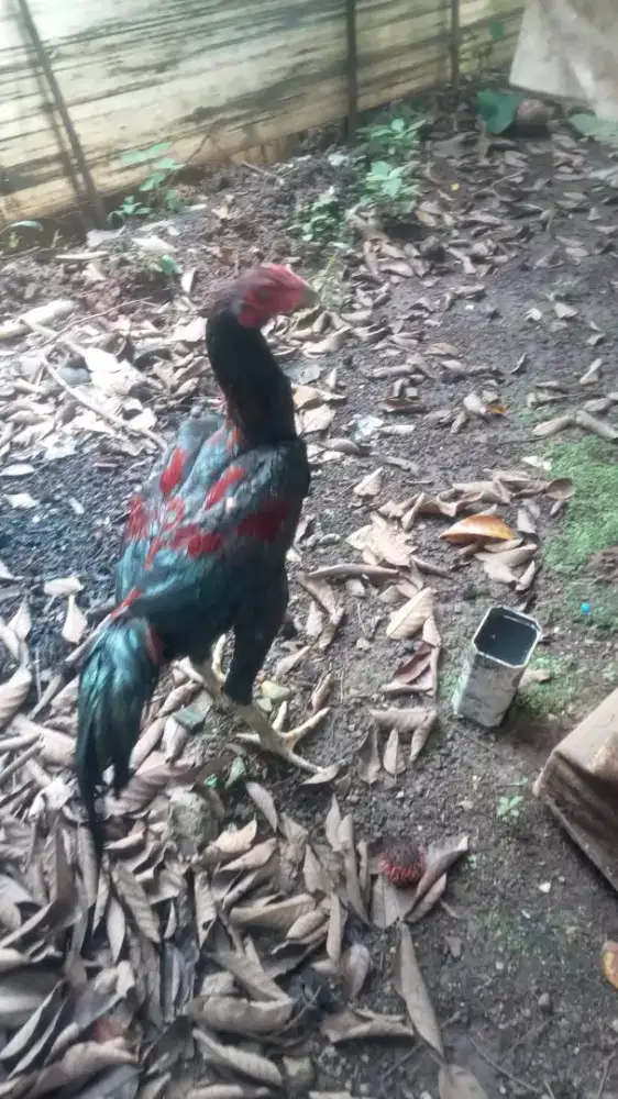 Ayam  bangkok  usia jln  5  bulan