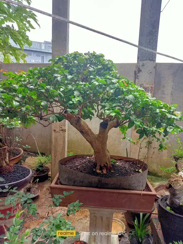Bonsai Dewandaru