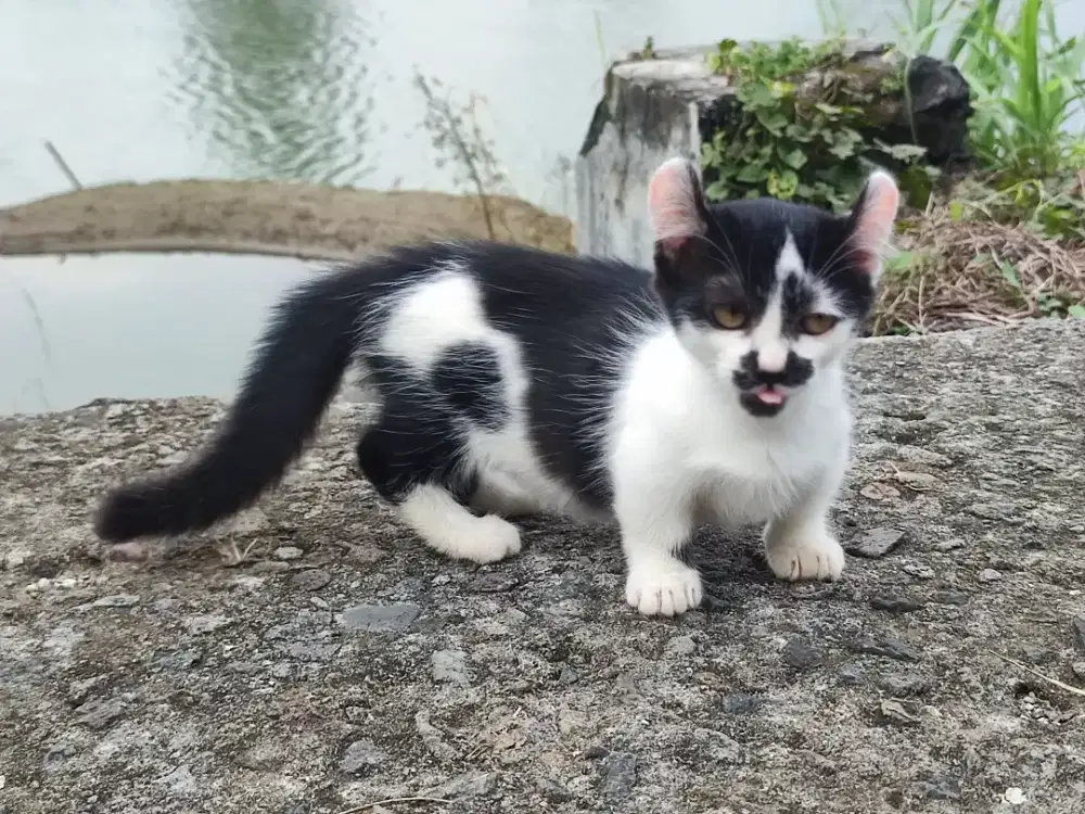 Kucing munckhin telinga ikal