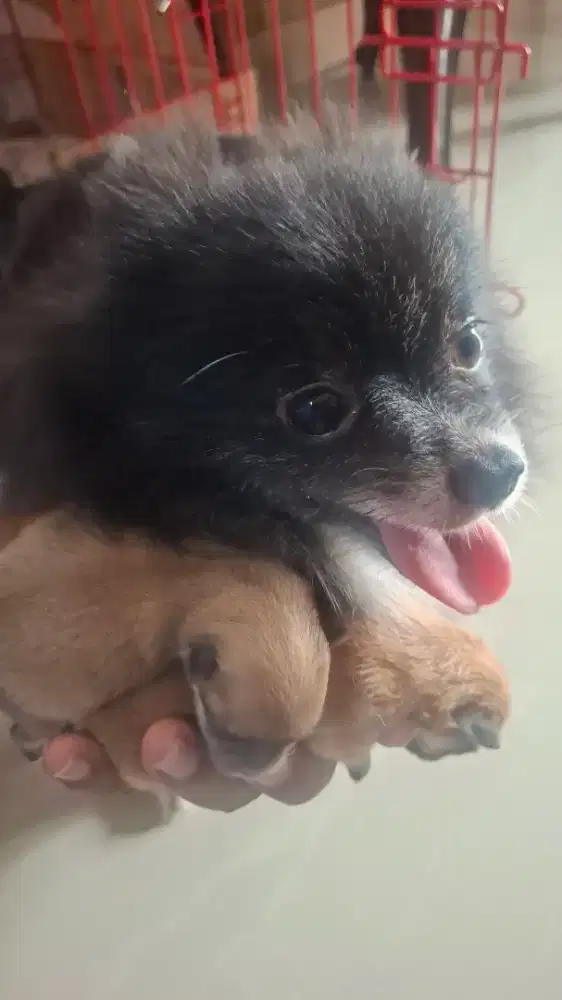 Jual Anak Anjing Super Mini Pom Stambum  