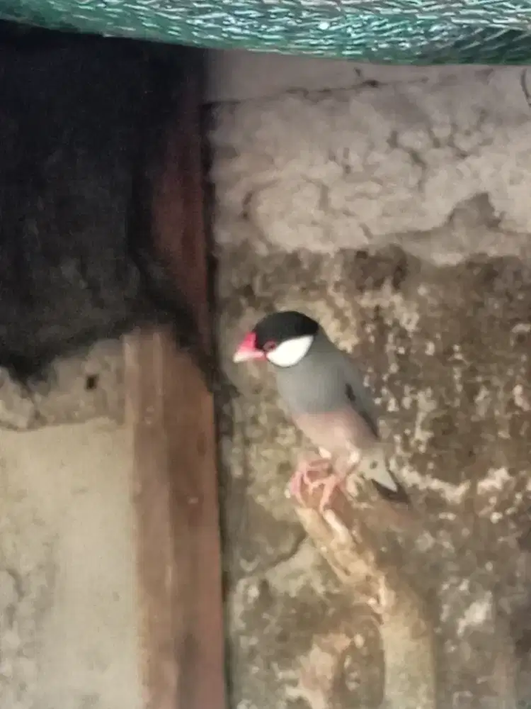 burung abu jantan dudan