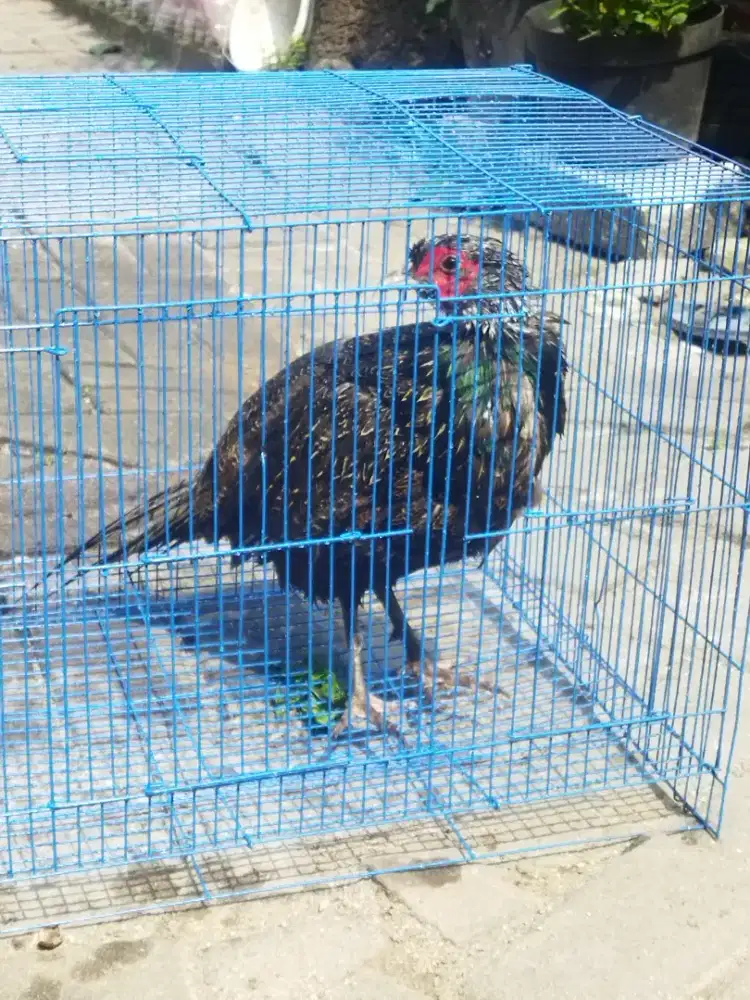 Ayam ringneck pheasant hijau