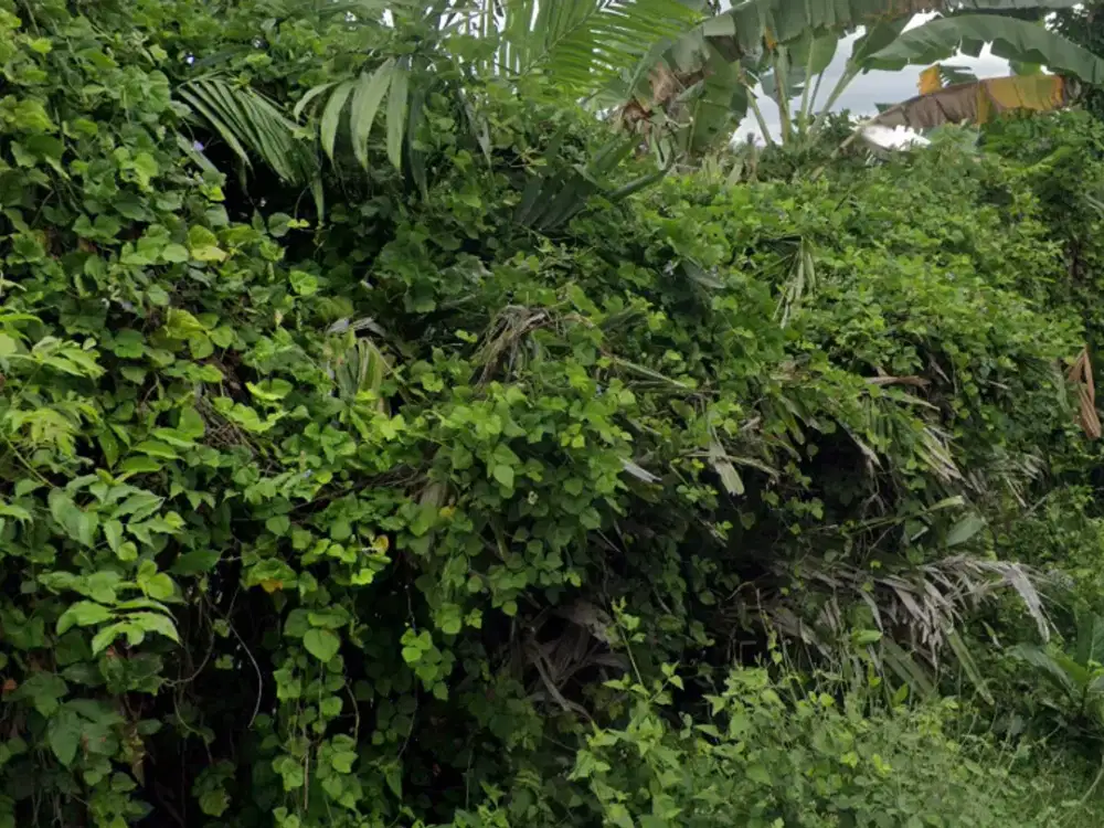 DIJUAL 6 BIDANG TANAH DENGAN TOTAL LUAS 53.275 M2 - BANYUWANGI