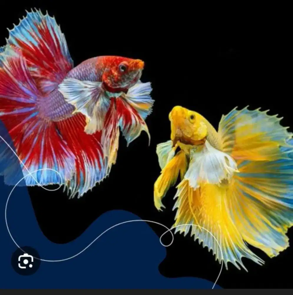 JUAK IKAN CUPANG BUNTUT LEBAR