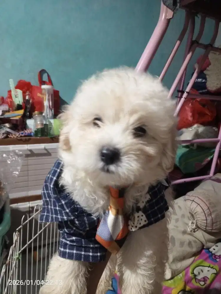 Maltipo cream jantan