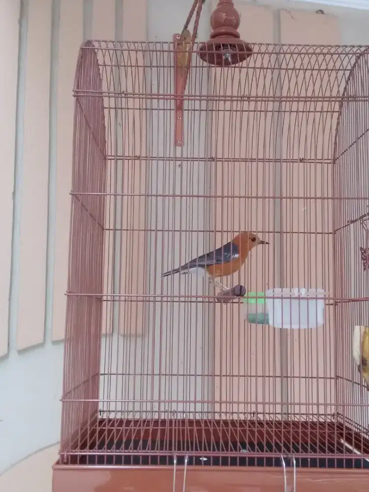 Burung anis merah gacor teler volume keras .