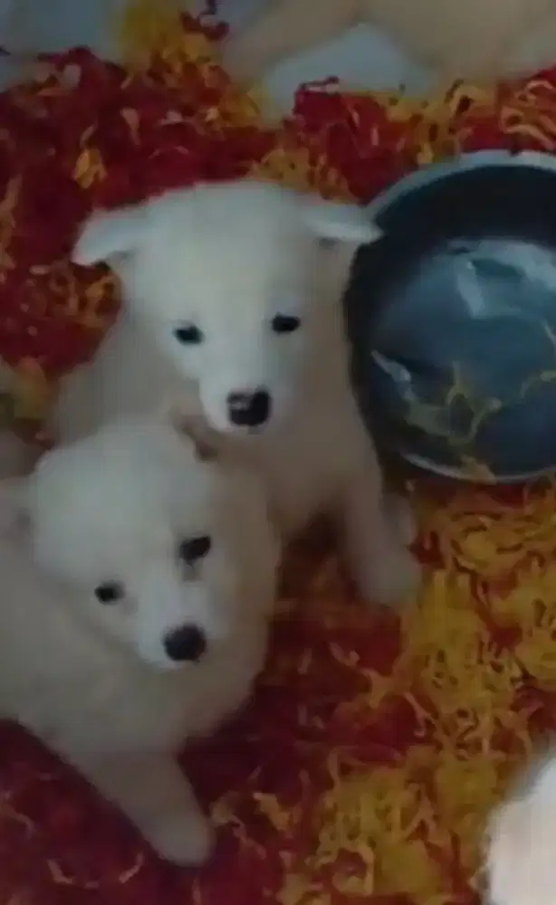 puppies samoyed x labrador