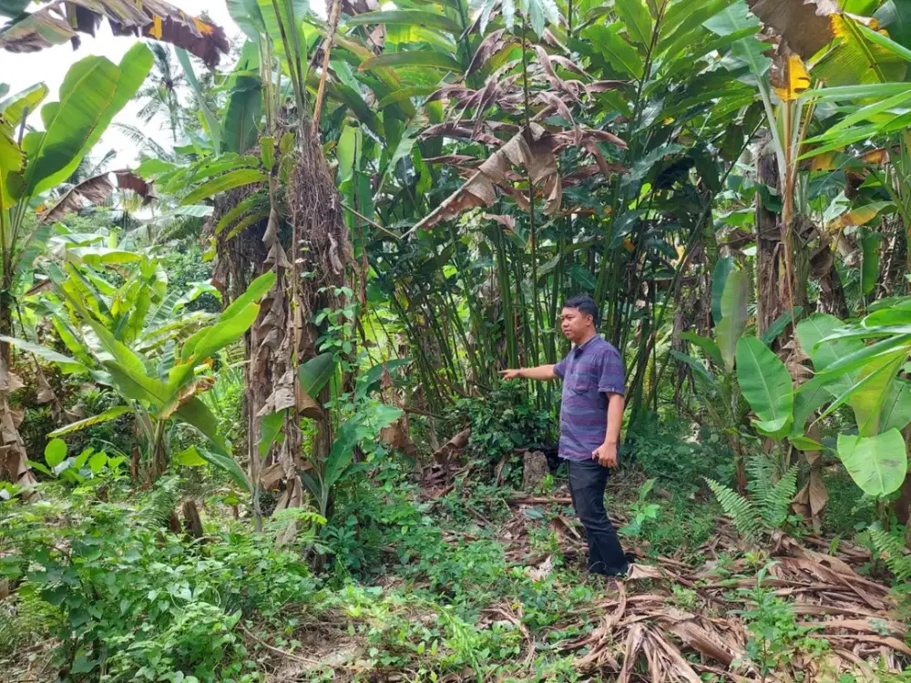 DIJUAL 1 BIDANG TANAH – KABUPATEN JEMBRANA