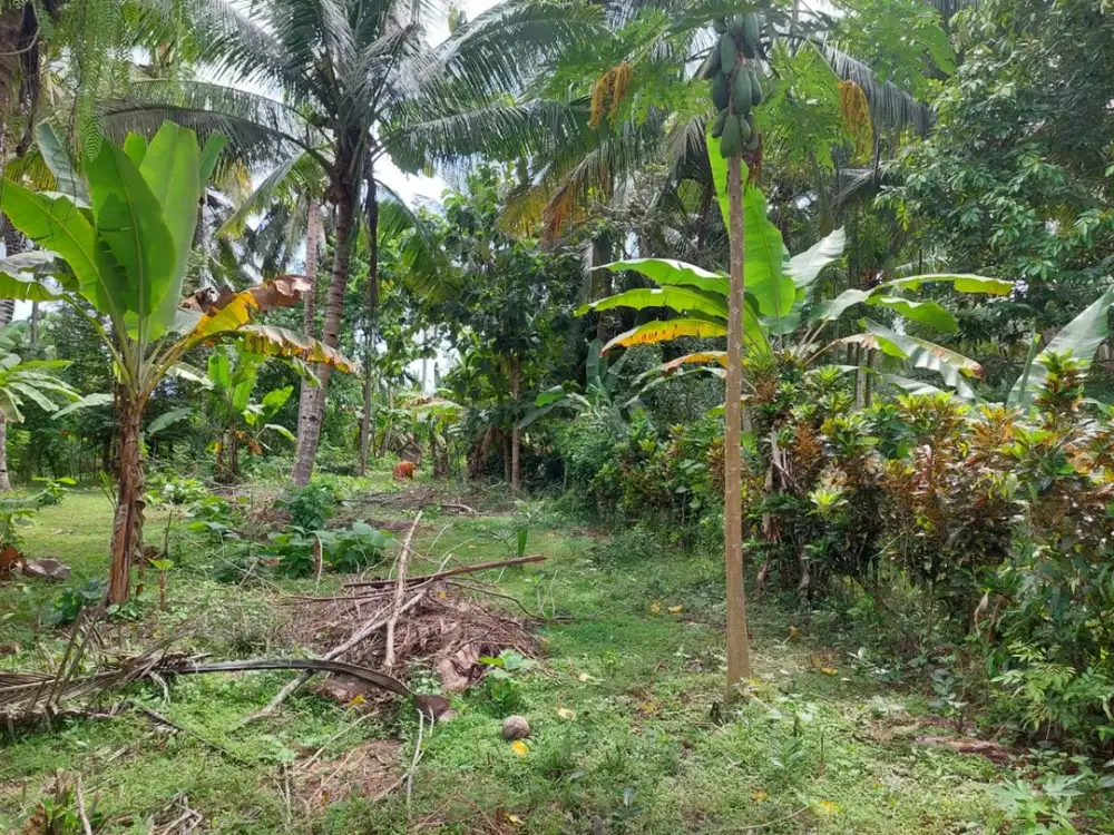 DIJUAL 1 BIDANG TANAH – KABUPATEN JEMBRANA