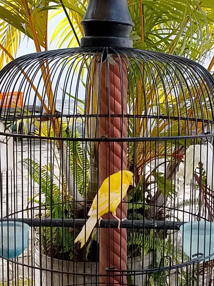 Kenari AF BB paud warna kuning stabilo