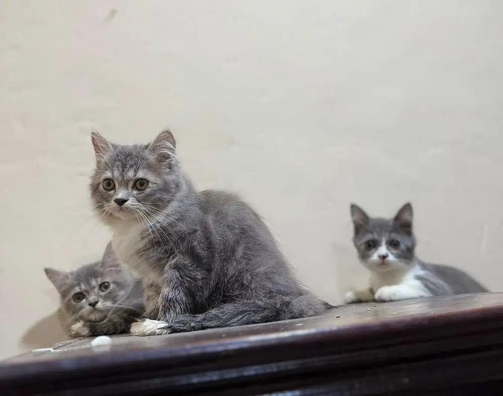 Lepas adop kucing persia