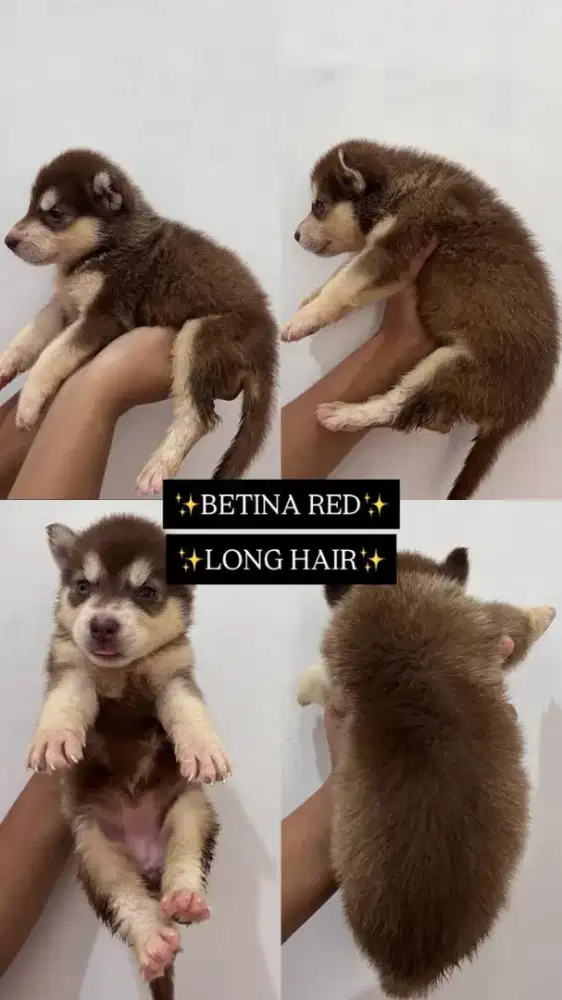 Anak anjing Husky Siberian